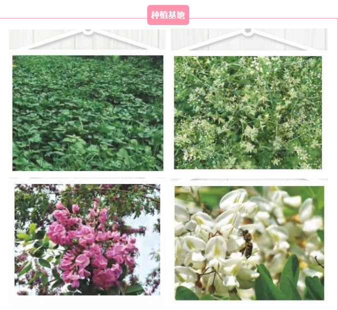 蒲花岛种植基地