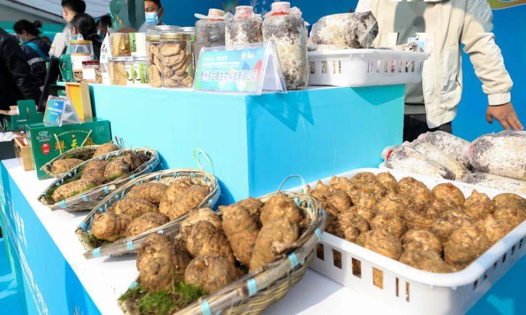 贵州展会信息:第二届中国(贵州)天麻节暨首届中国毕节天麻博览会盛大开幕